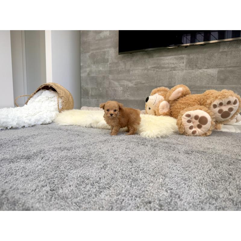 販売中の滋賀県のティーカッププードル-439111の4枚目