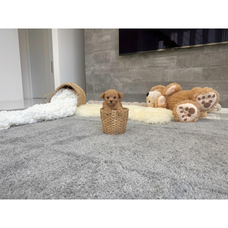 販売中の滋賀県のティーカッププードル-439111の3枚目