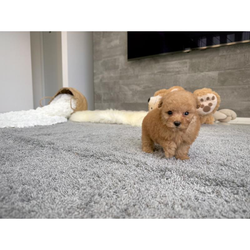 販売中の滋賀県のティーカッププードル-439111の2枚目