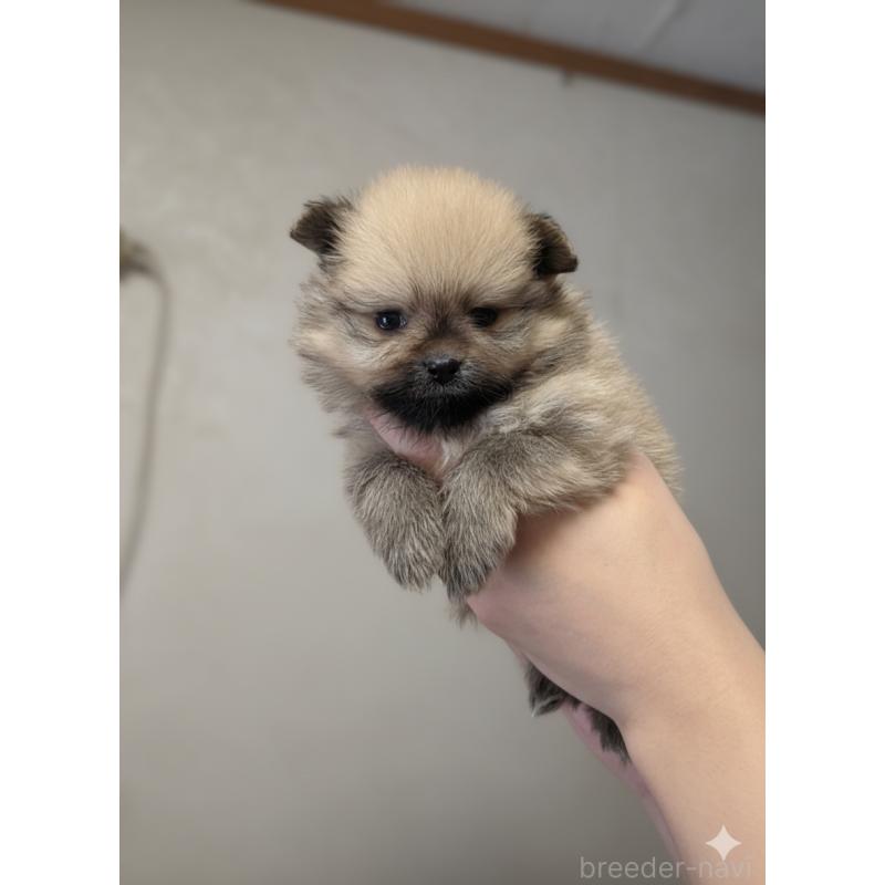 販売中の静岡県のポメラニアン-439155の2枚目