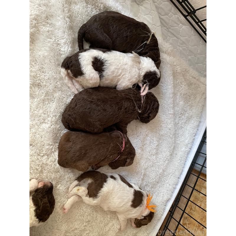 販売中の茨城県のスタンダードプードル-439156の1枚目