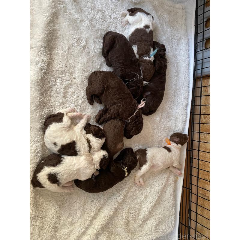 販売中の茨城県のスタンダードプードル-439156の3枚目