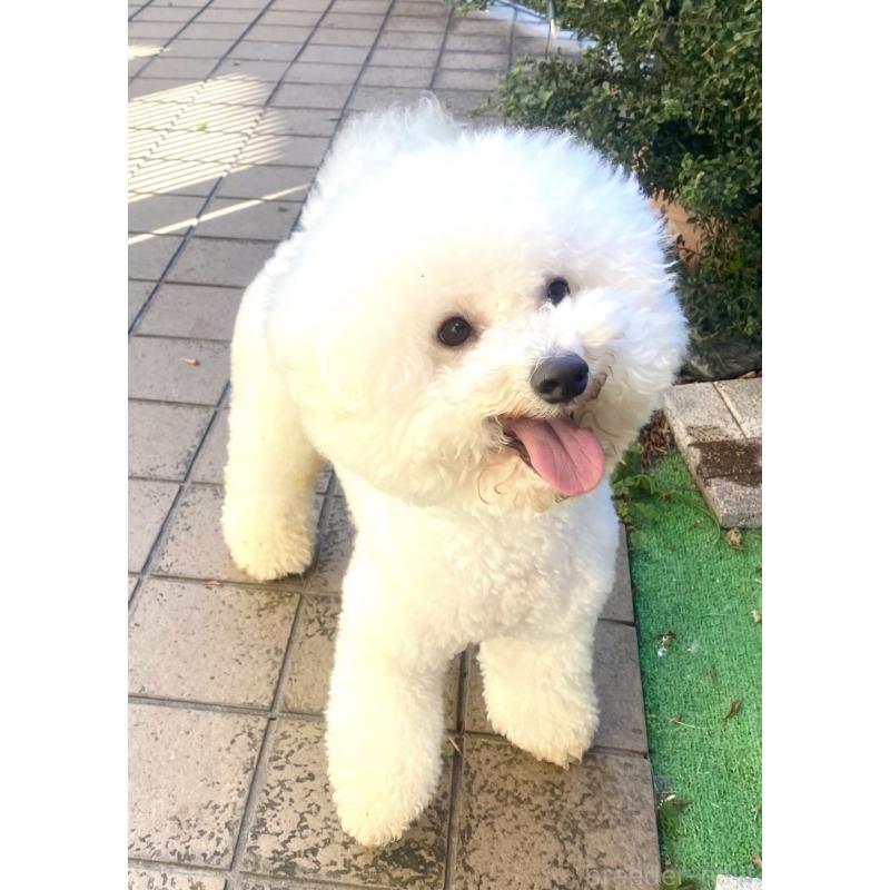 マロンくん1枚目