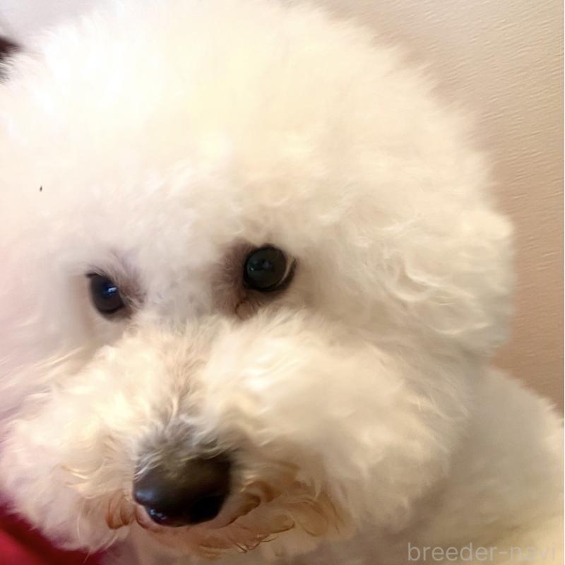 マロンくん1枚目