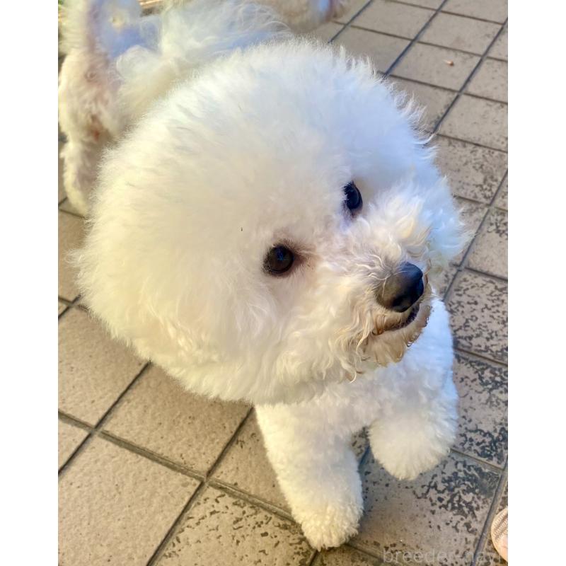 マロンくん1枚目