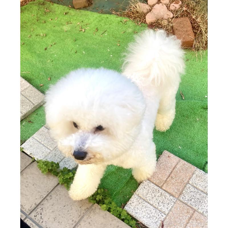 マロンくん1枚目