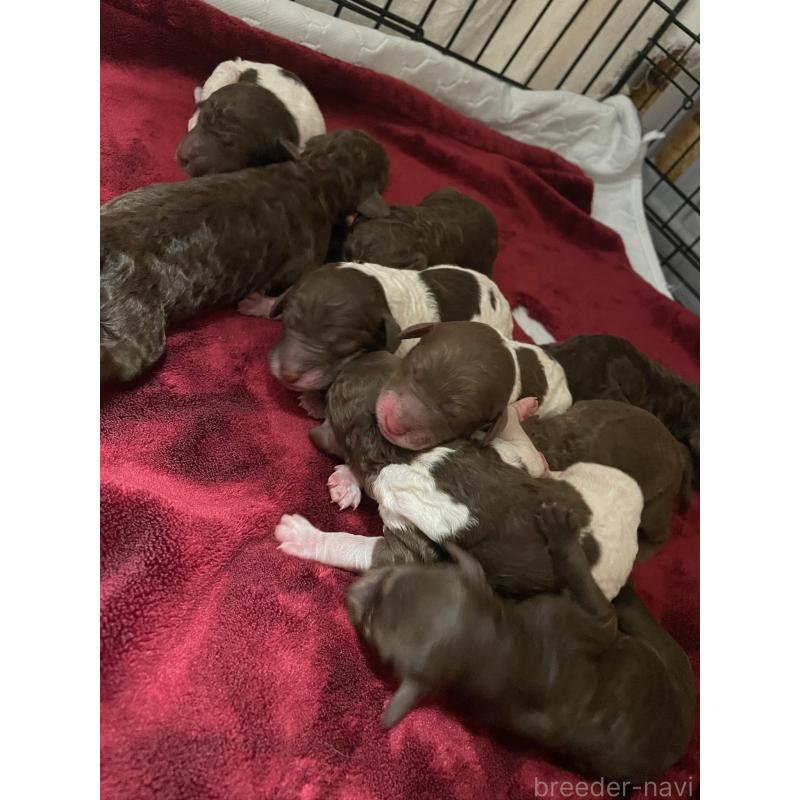 販売中の茨城県のスタンダードプードル-439156の2枚目