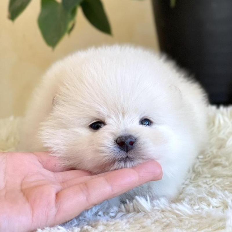 販売中の山梨県のポメラニアン-439157の1枚目