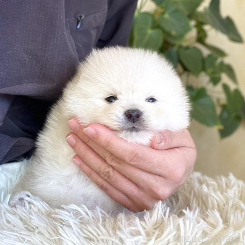 販売中の山梨県のポメラニアン-439157の10枚目