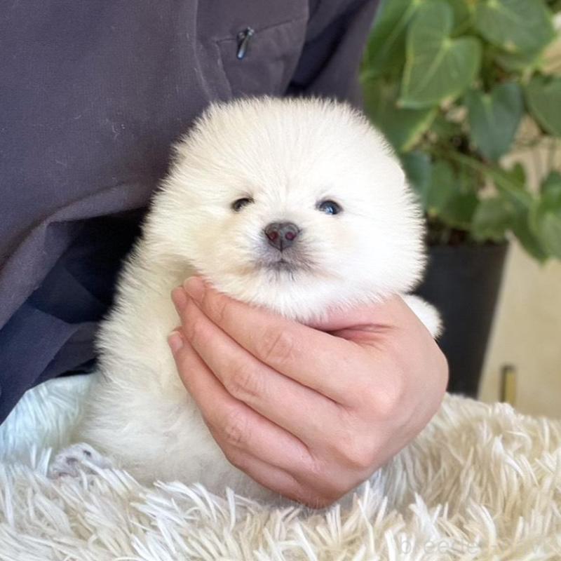 販売中の山梨県のポメラニアン-439157の9枚目