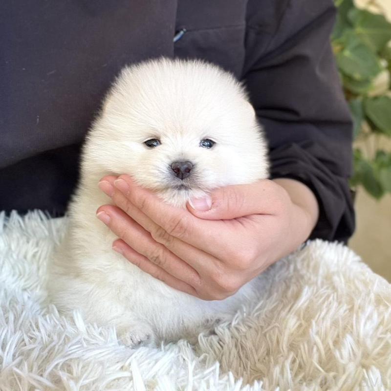 販売中の山梨県のポメラニアン-439157の8枚目