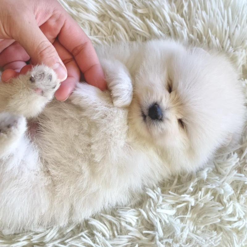 販売中の山梨県のポメラニアン-439157の7枚目