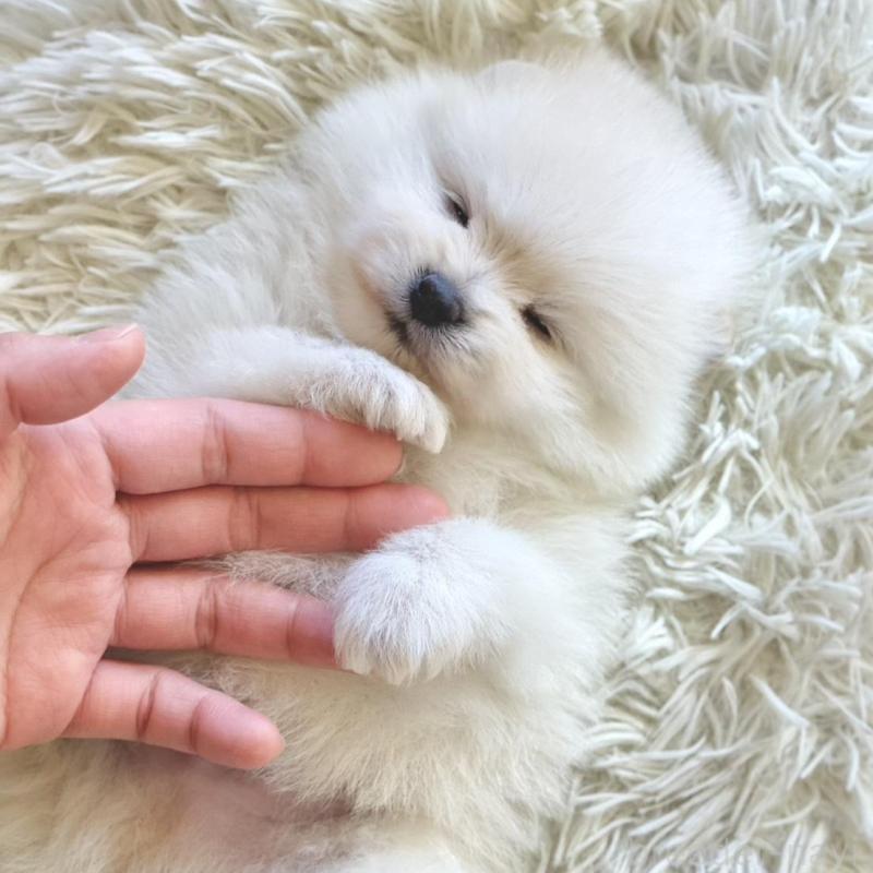 販売中の山梨県のポメラニアン-439157の6枚目