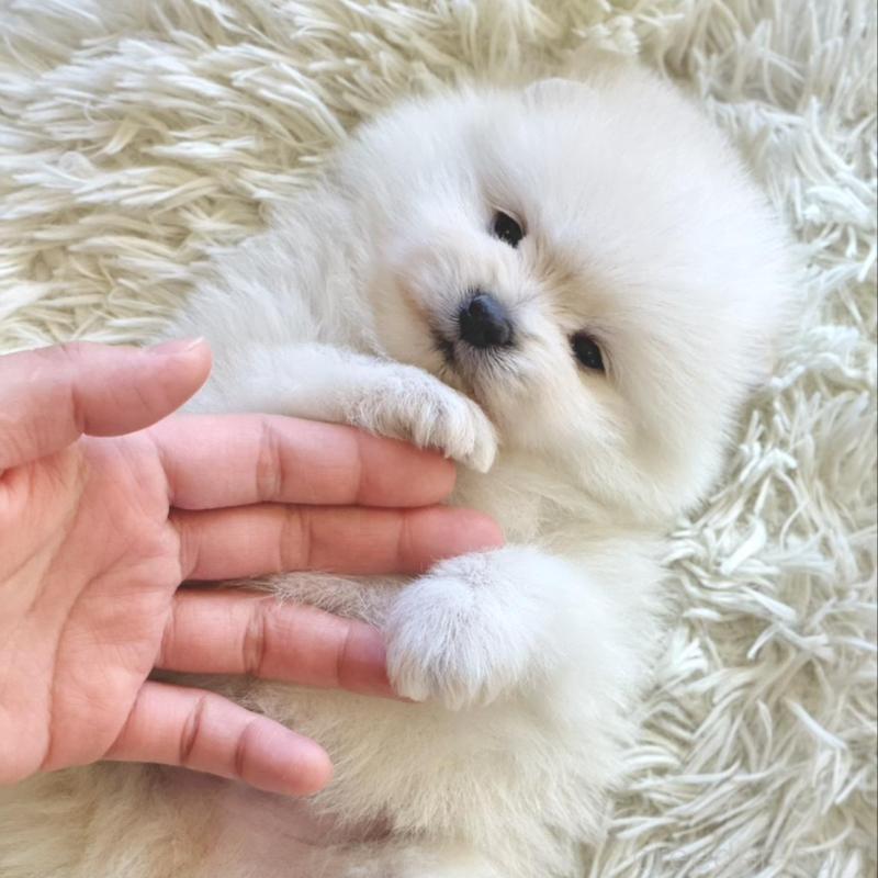 販売中の山梨県のポメラニアン-439157の5枚目