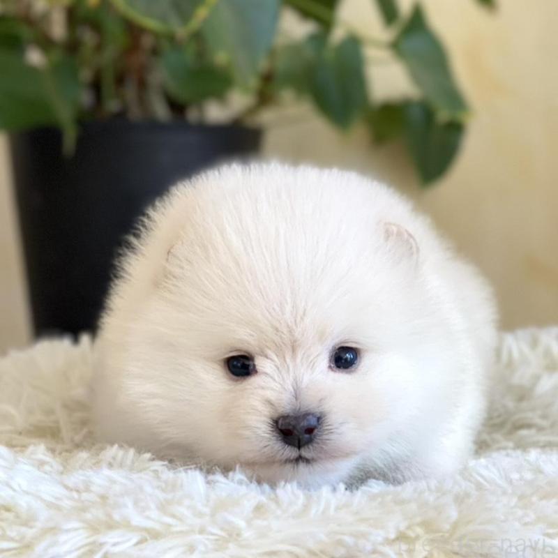 販売中の山梨県のポメラニアン-439157の3枚目