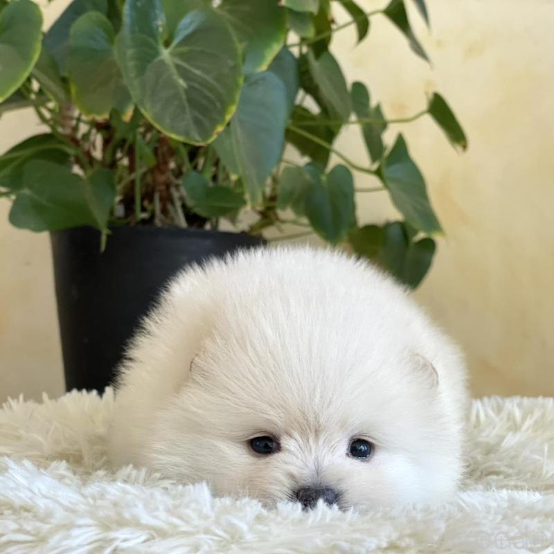 販売中の山梨県のポメラニアン-439157の2枚目