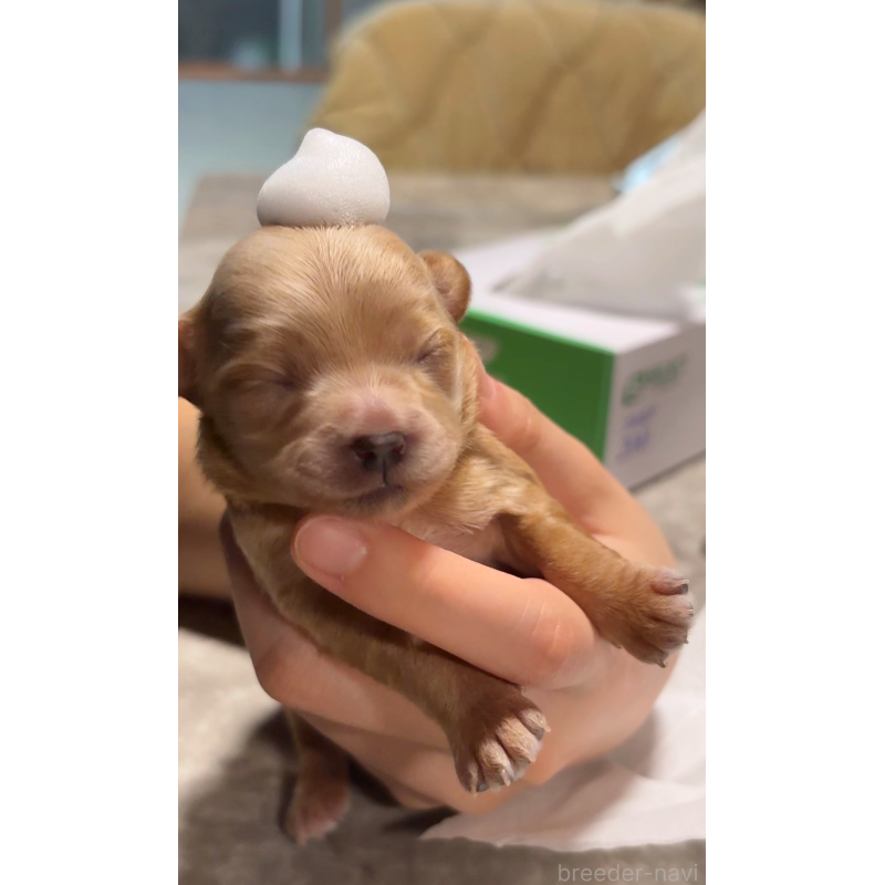 販売中の大阪府のチワプー:チワワ×トイプードル-439298の11枚目