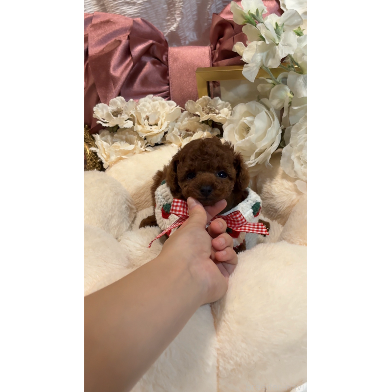 販売中の大阪府のティーカッププードル-433916の12枚目