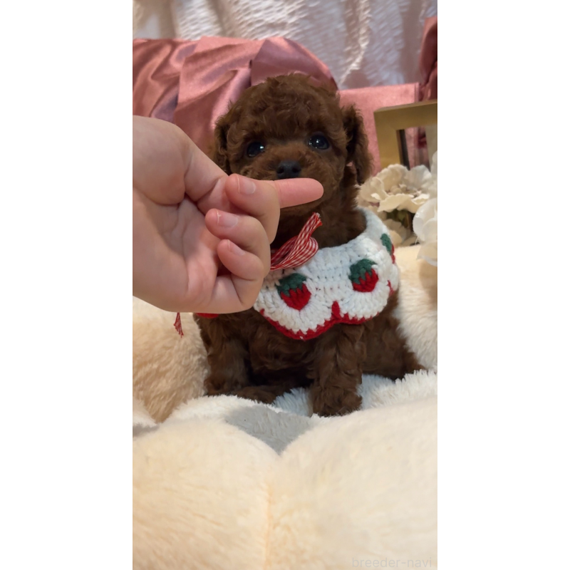 販売中の大阪府のティーカッププードル-433916の11枚目