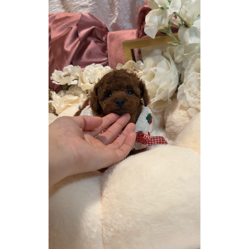 販売中の大阪府のティーカッププードル-433916の8枚目