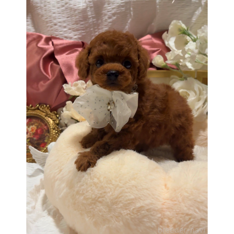 販売中の大阪府のティーカッププードル-433924の12枚目