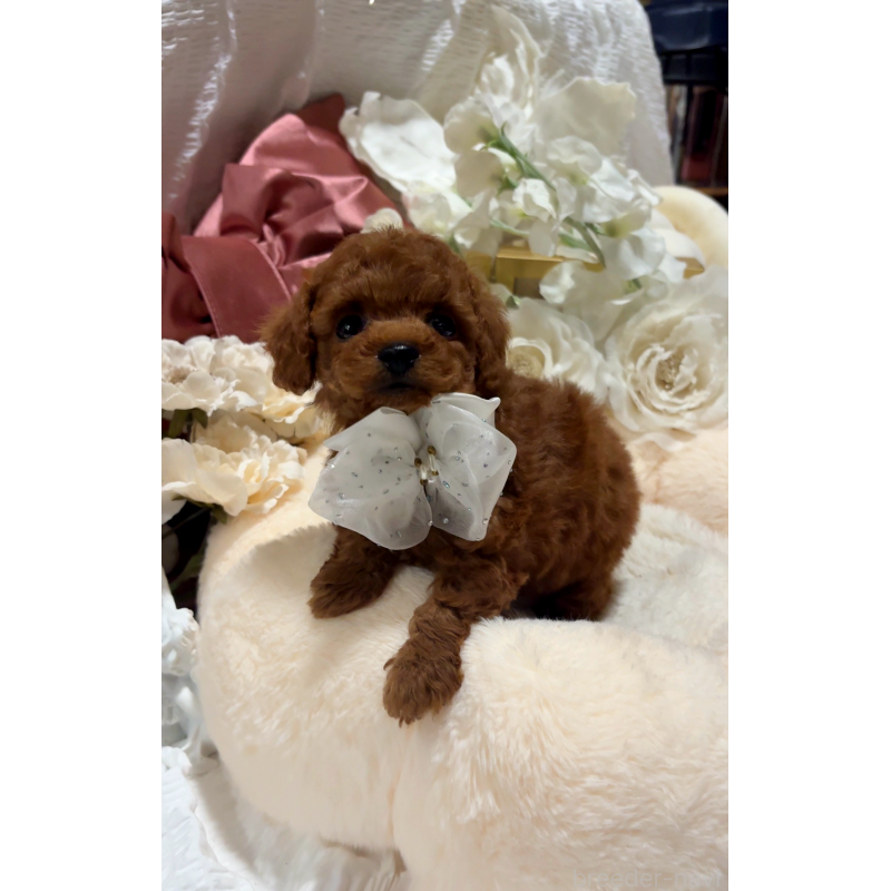 販売中の大阪府のティーカッププードル-433924の11枚目