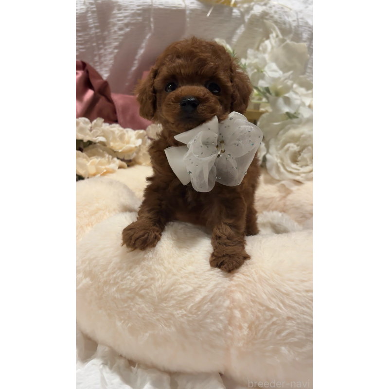 販売中の大阪府のティーカッププードル-433924の10枚目