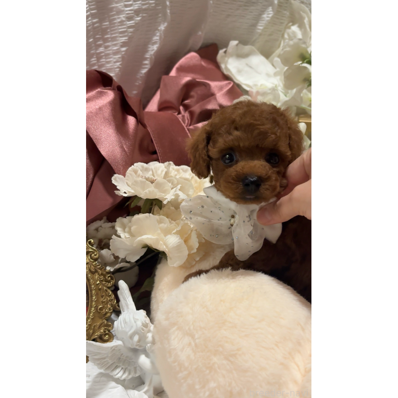 販売中の大阪府のティーカッププードル-433924の8枚目