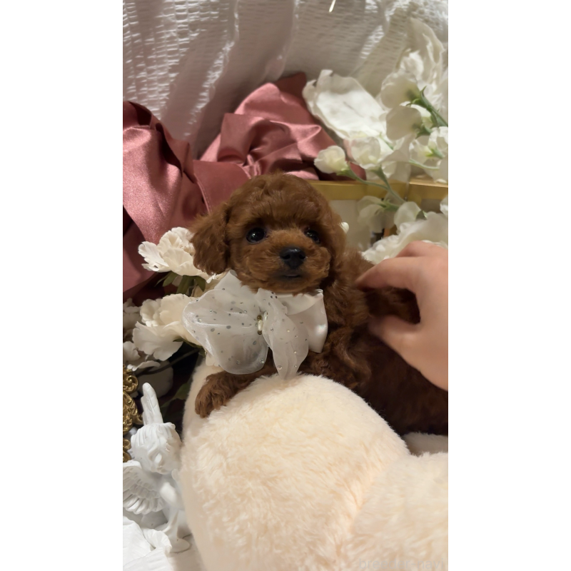 販売中の大阪府のティーカッププードル-433924の7枚目