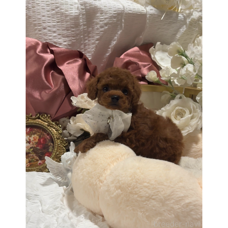 販売中の大阪府のティーカッププードル-433924の6枚目