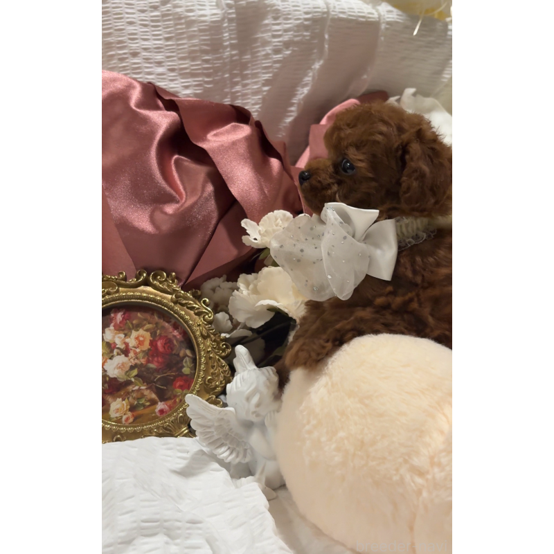 販売中の大阪府のティーカッププードル-433924の5枚目