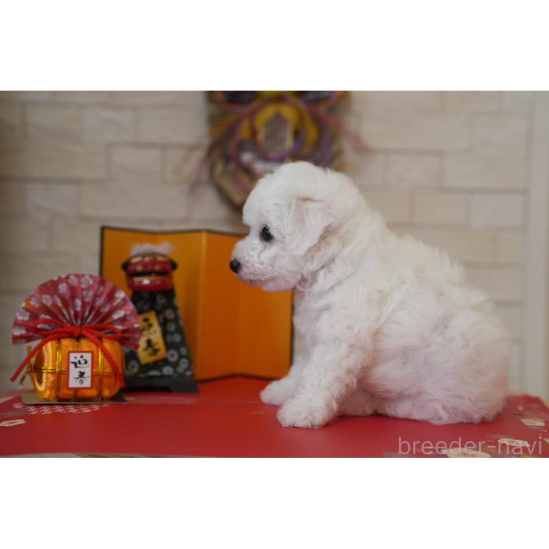 販売中の千葉県のビションフリーゼ-439158の3枚目