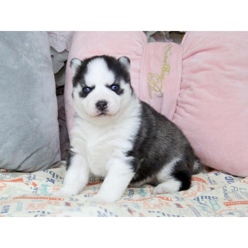 販売中の大阪府のシベリアンハスキー-439159の7枚目