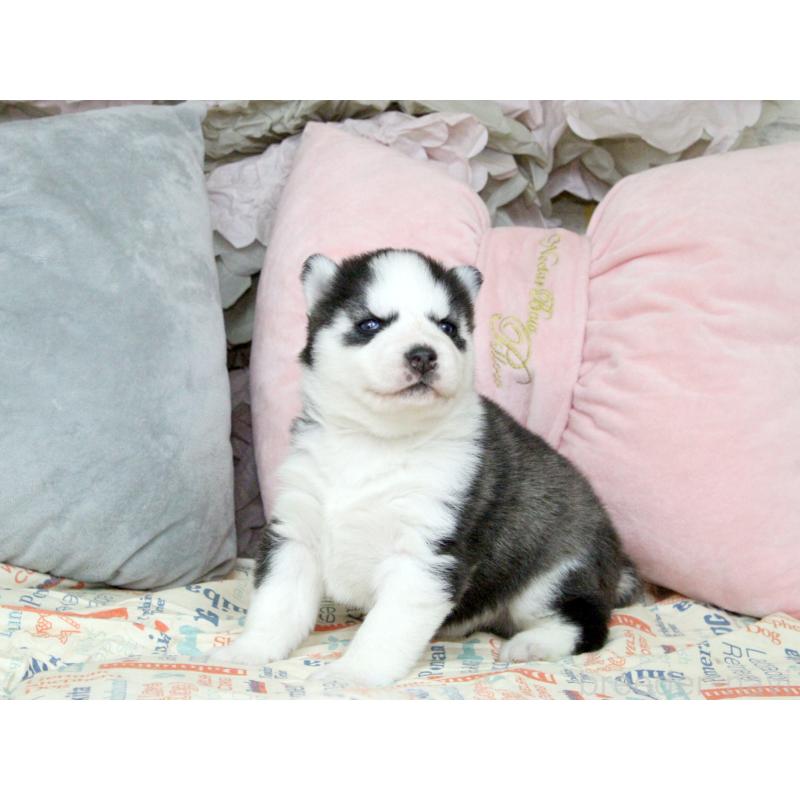 販売中の大阪府のシベリアンハスキー-439159の6枚目