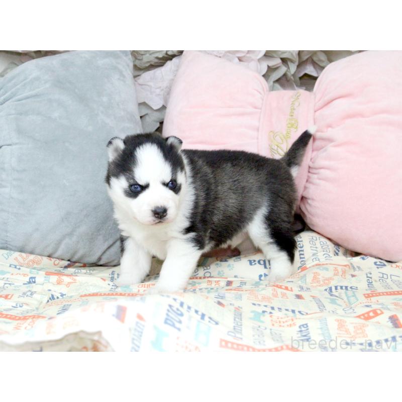 販売中の大阪府のシベリアンハスキー-439159の5枚目