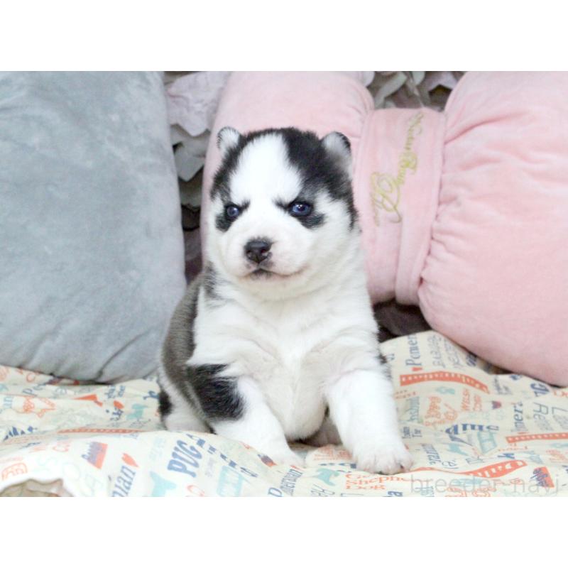 販売中の大阪府のシベリアンハスキー-439159の3枚目