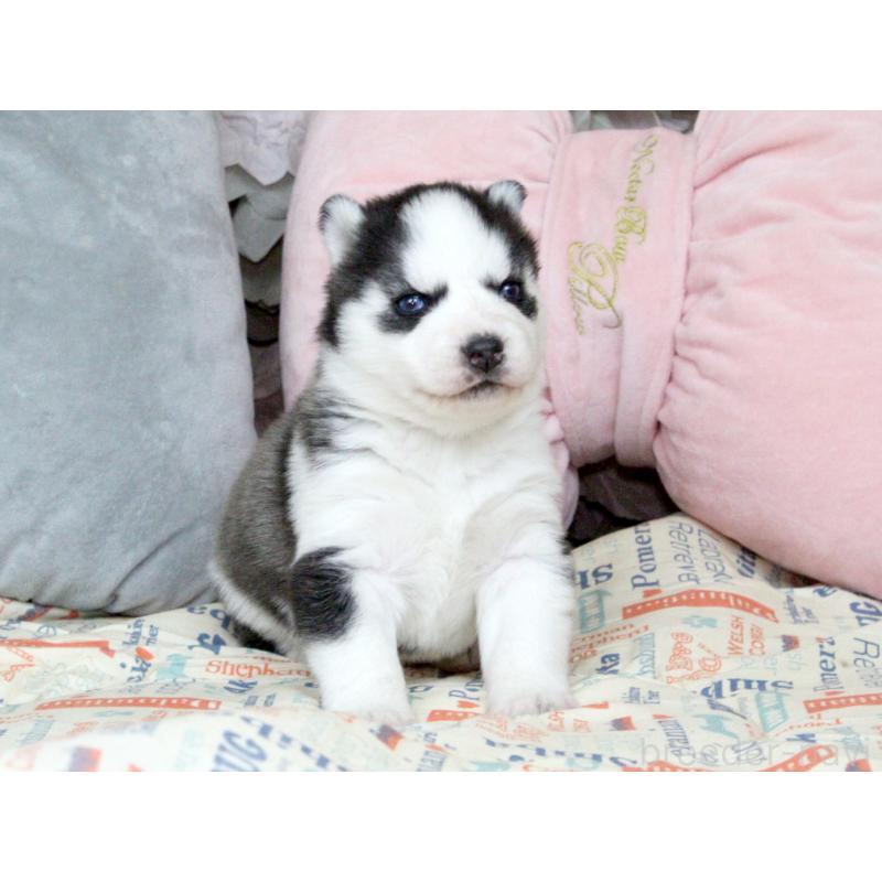 販売中の大阪府のシベリアンハスキー-439159の2枚目