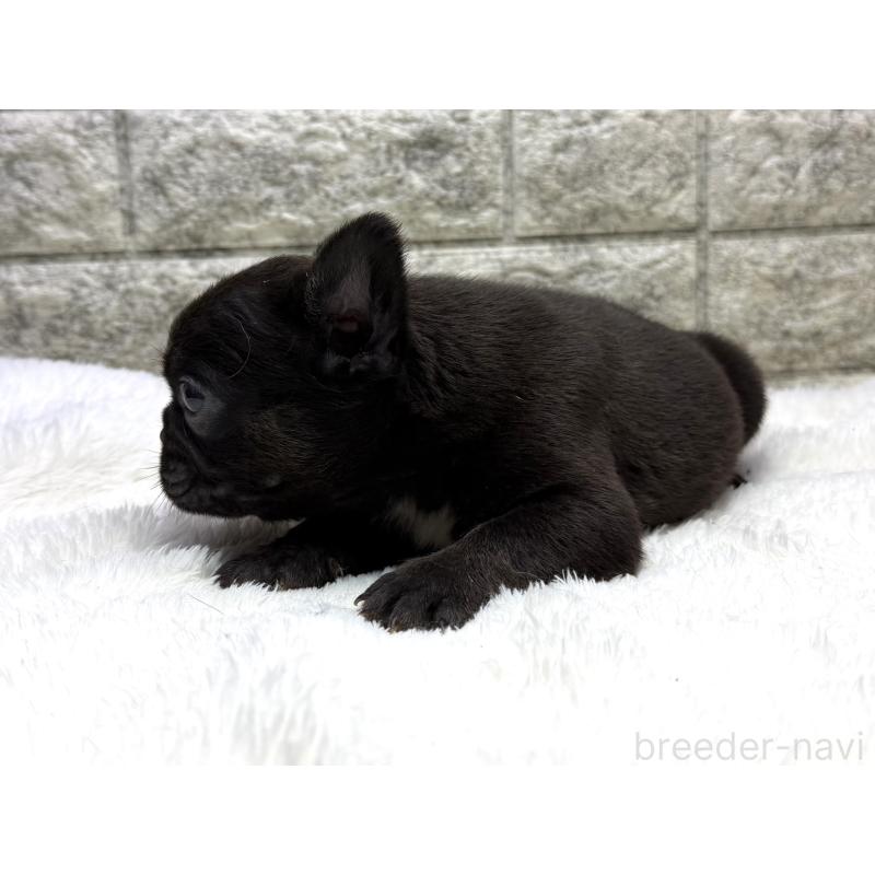販売中の茨城県のフレンチブルドッグ-439160の2枚目