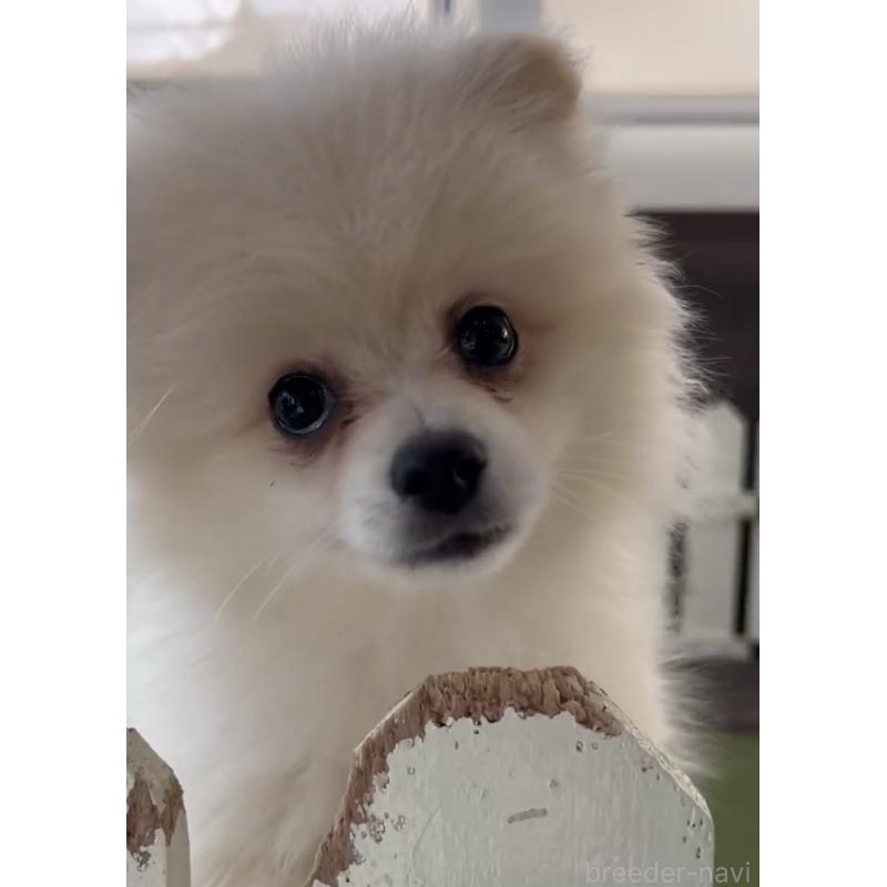 成約済の福岡県のポメラニアン-427341の4枚目