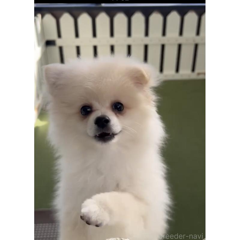 成約済の福岡県のポメラニアン-427341の3枚目