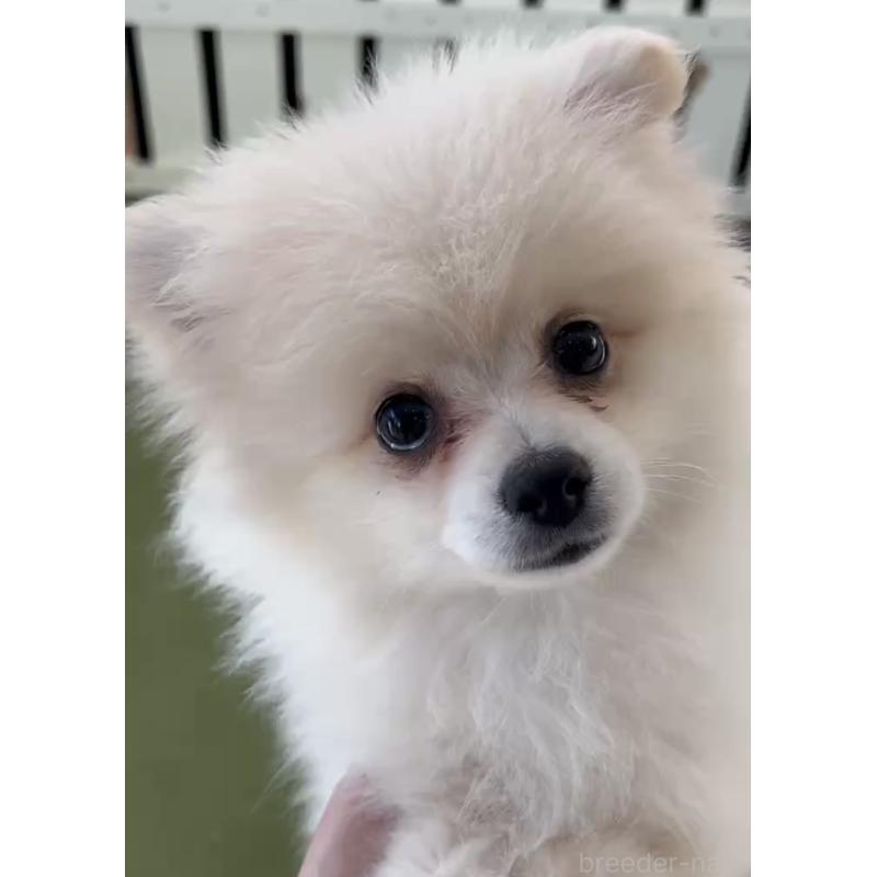 成約済の福岡県のポメラニアン-427341の2枚目