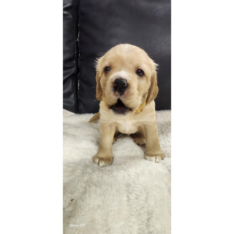 販売中の三重県のミックス犬-434958の2枚目