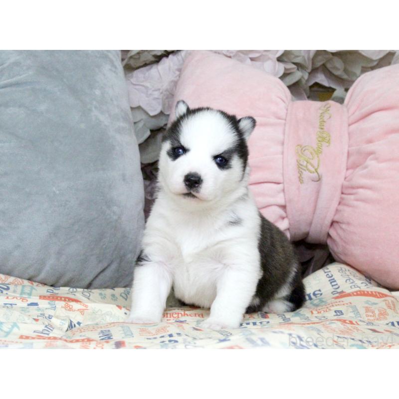 販売中の大阪府のシベリアンハスキー-439161の7枚目