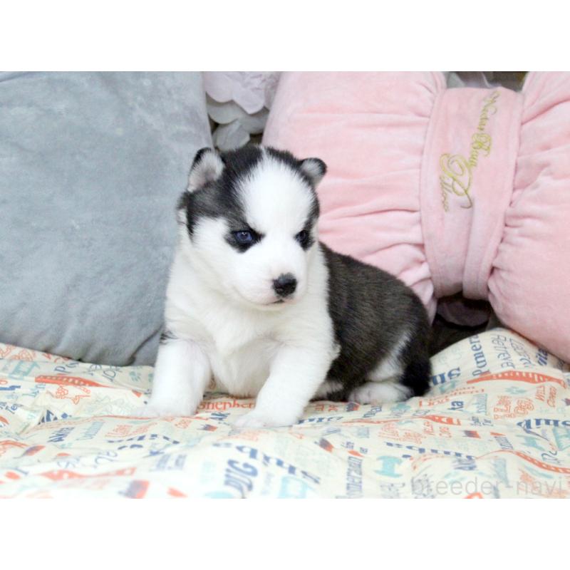 販売中の大阪府のシベリアンハスキー-439161の6枚目