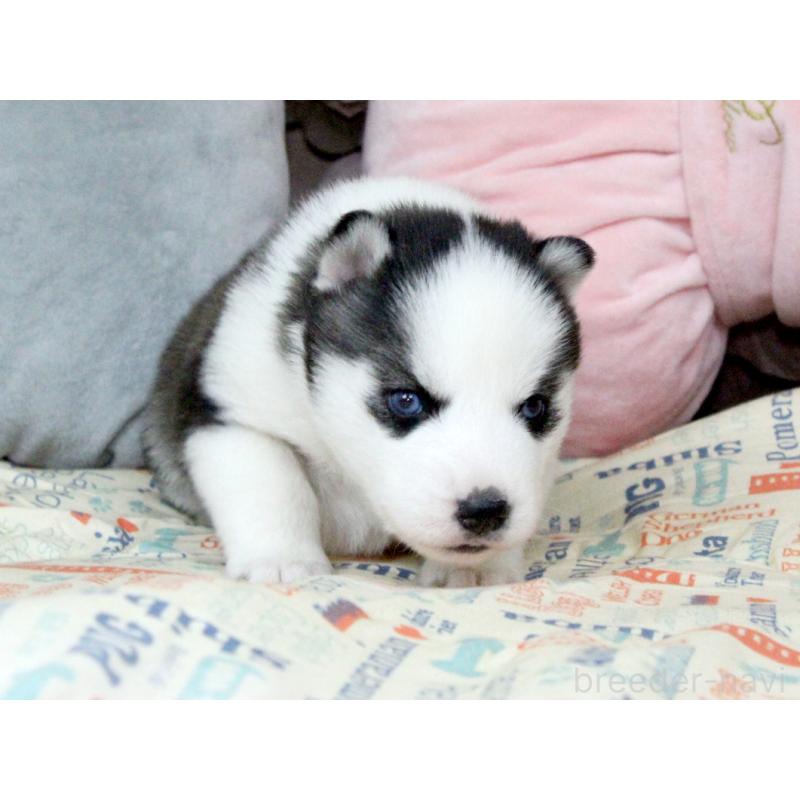 販売中の大阪府のシベリアンハスキー-439161の5枚目