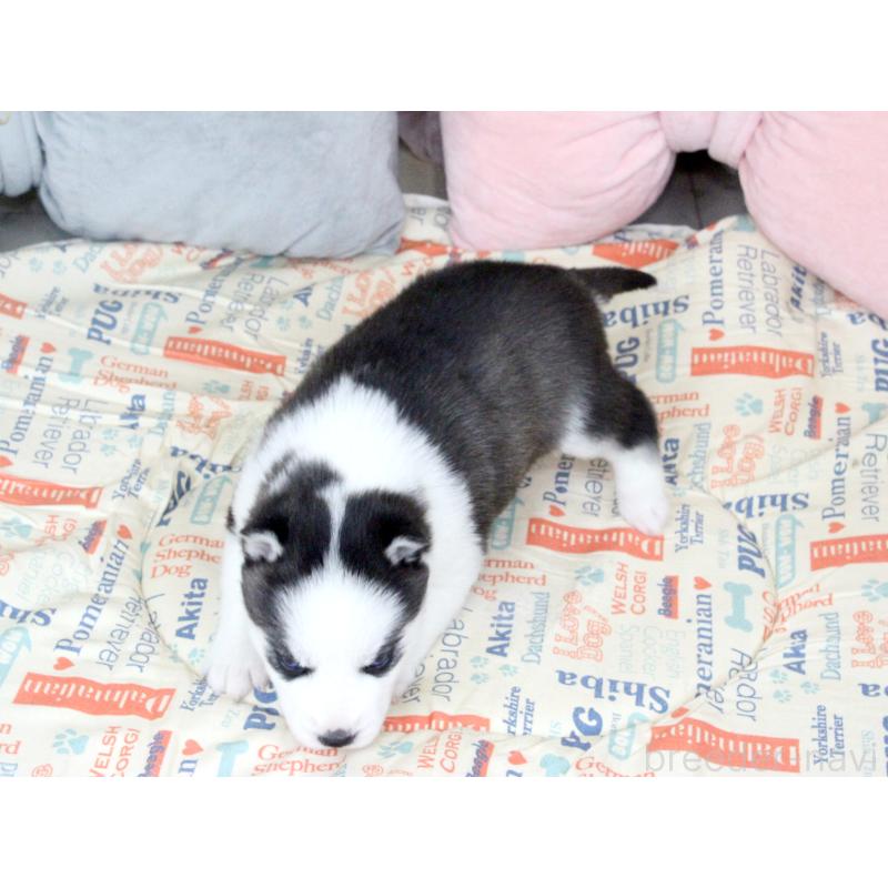 販売中の大阪府のシベリアンハスキー-439161の4枚目