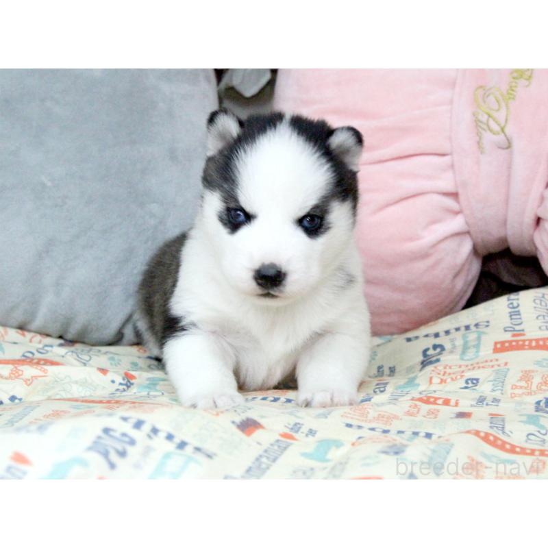 販売中の大阪府のシベリアンハスキー-439161の3枚目
