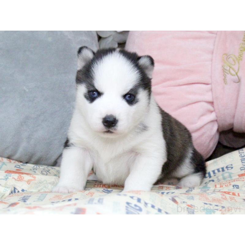 販売中の大阪府のシベリアンハスキー-439161の2枚目