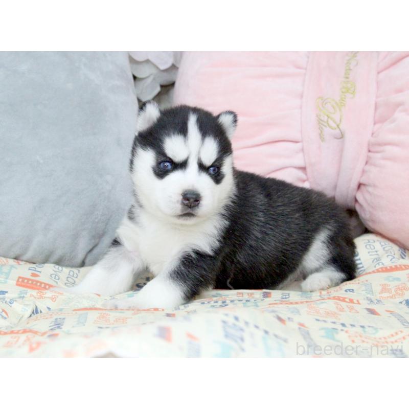 販売中の大阪府のシベリアンハスキー-439162の7枚目