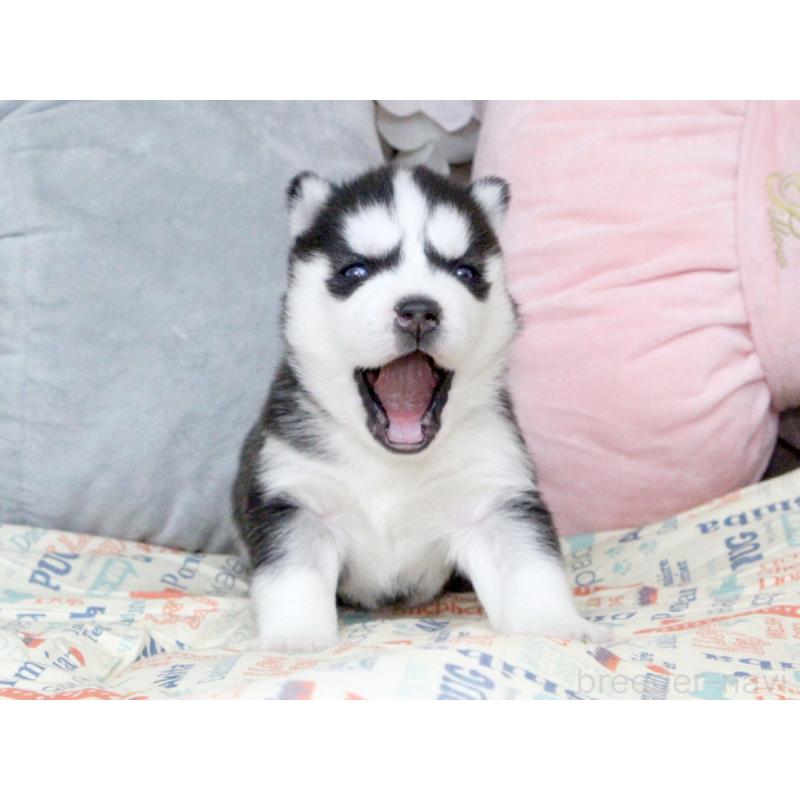 販売中の大阪府のシベリアンハスキー-439162の6枚目